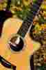 714-ce-ltd Taylor Guitar Summer Strummer Spring Limited Cocobolo