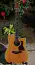 810-ce Taylor 1999 810 Ce Acoustic Guitar