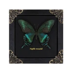 Butterfly Framed Decoration Handmade Taxidermy Shadow Box Collectio.... Fixed Price $34.27.