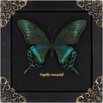 Handmade Framed Taxidermy Butterfly Shadow Box, Gothic Dark Academia Decor. Fixed Price $29.16.